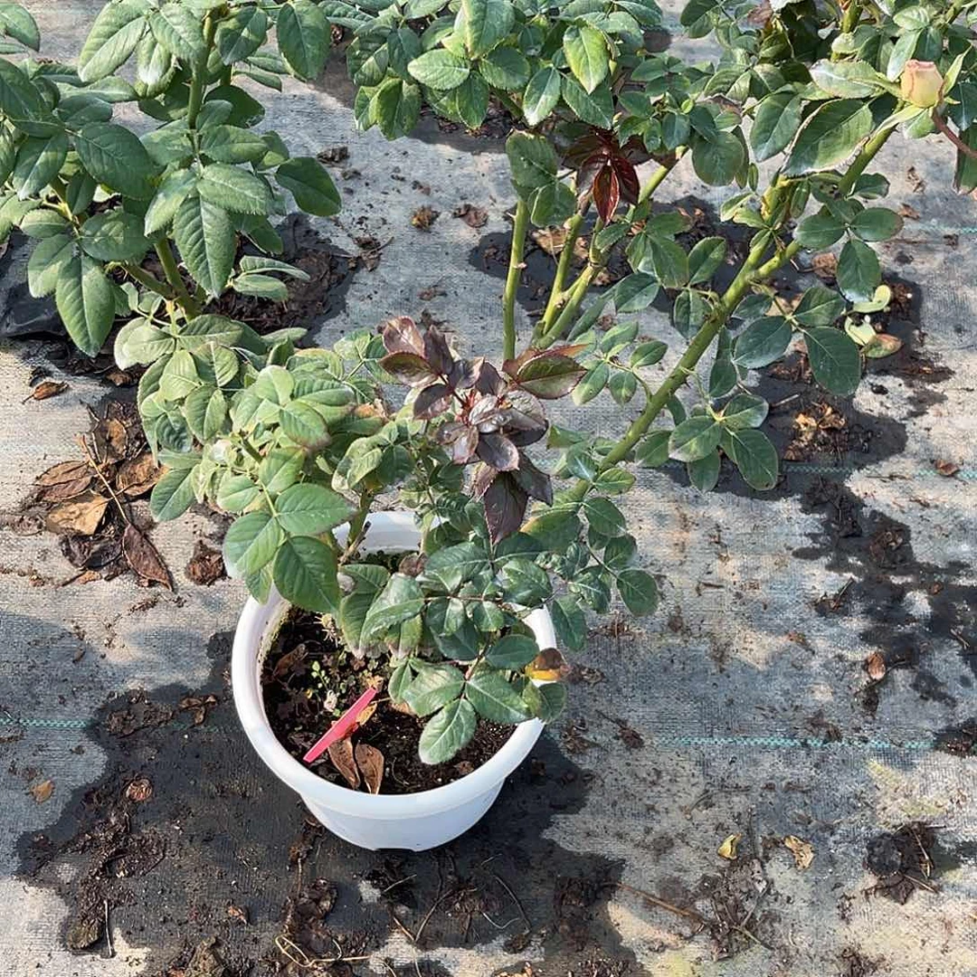 无花朵———海洋布蕾滋 福利