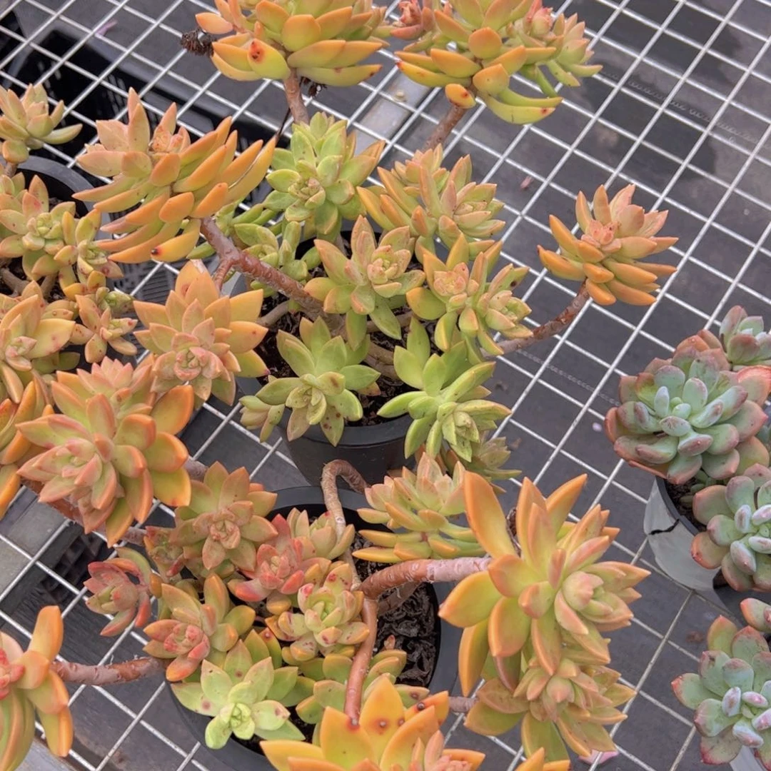 黄金布丁多头老桩整装二盆