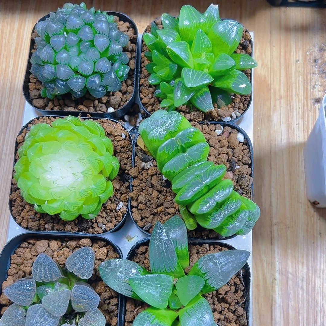 新人套餐玉露多肉6颗