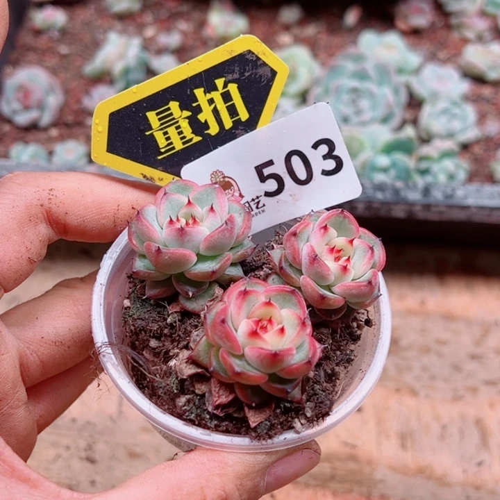 多肉植物多肉植物