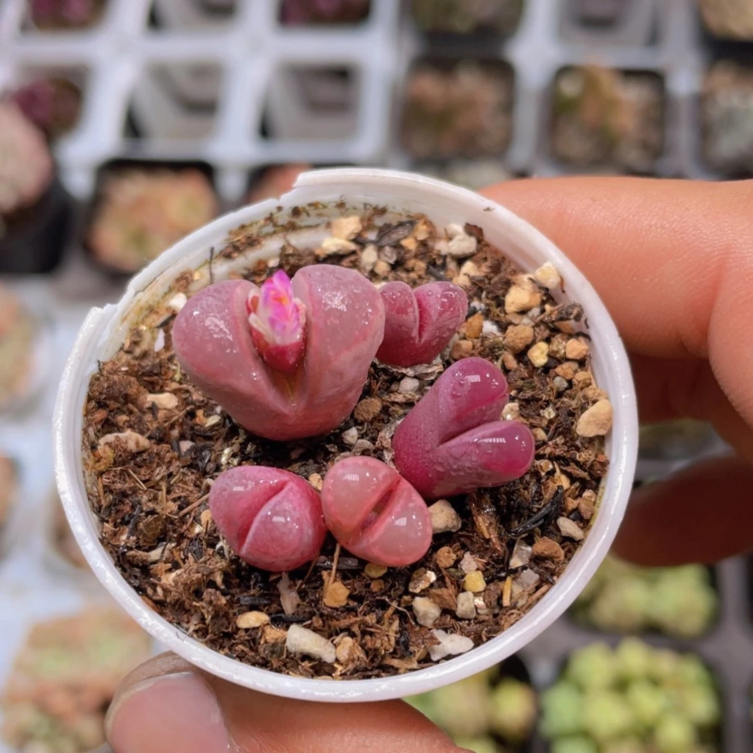红大内生石花多肉9.9包邮