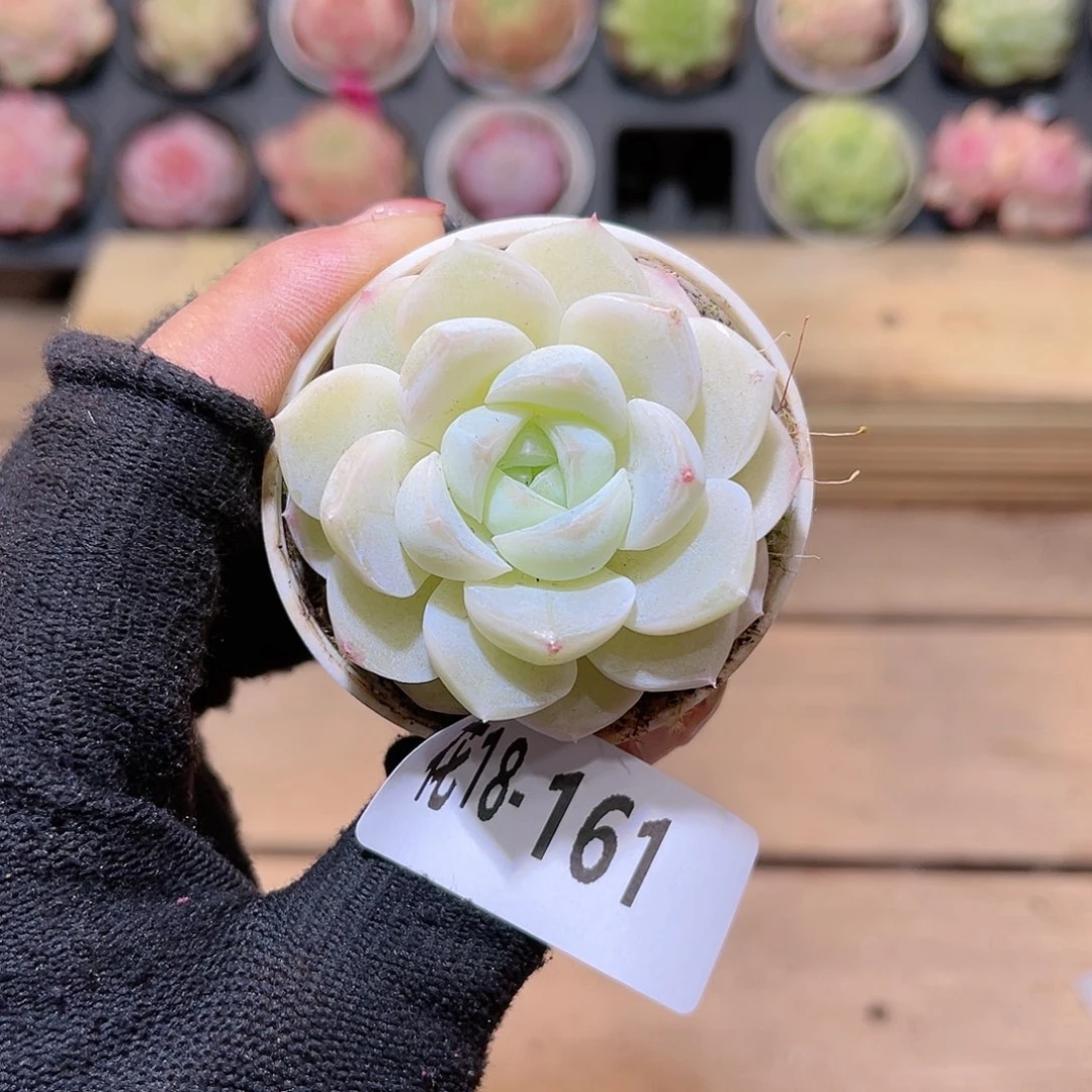 花18-161新品单头