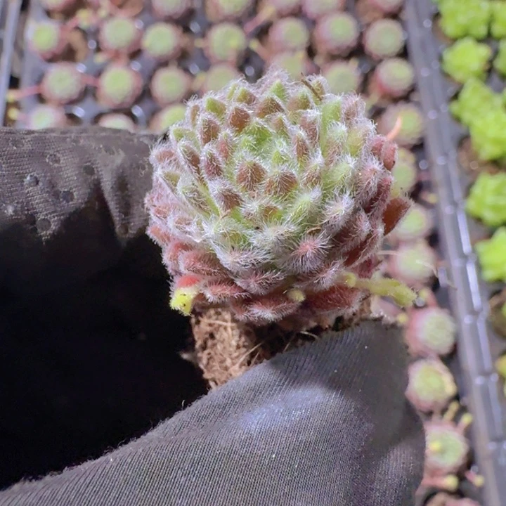 精品优雅量拍两颗
