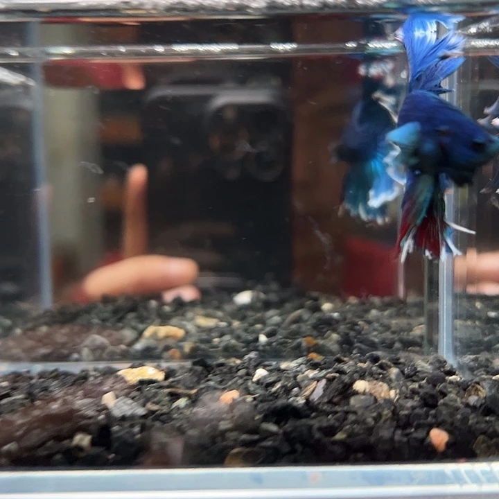 斗鱼一单包邮14日116