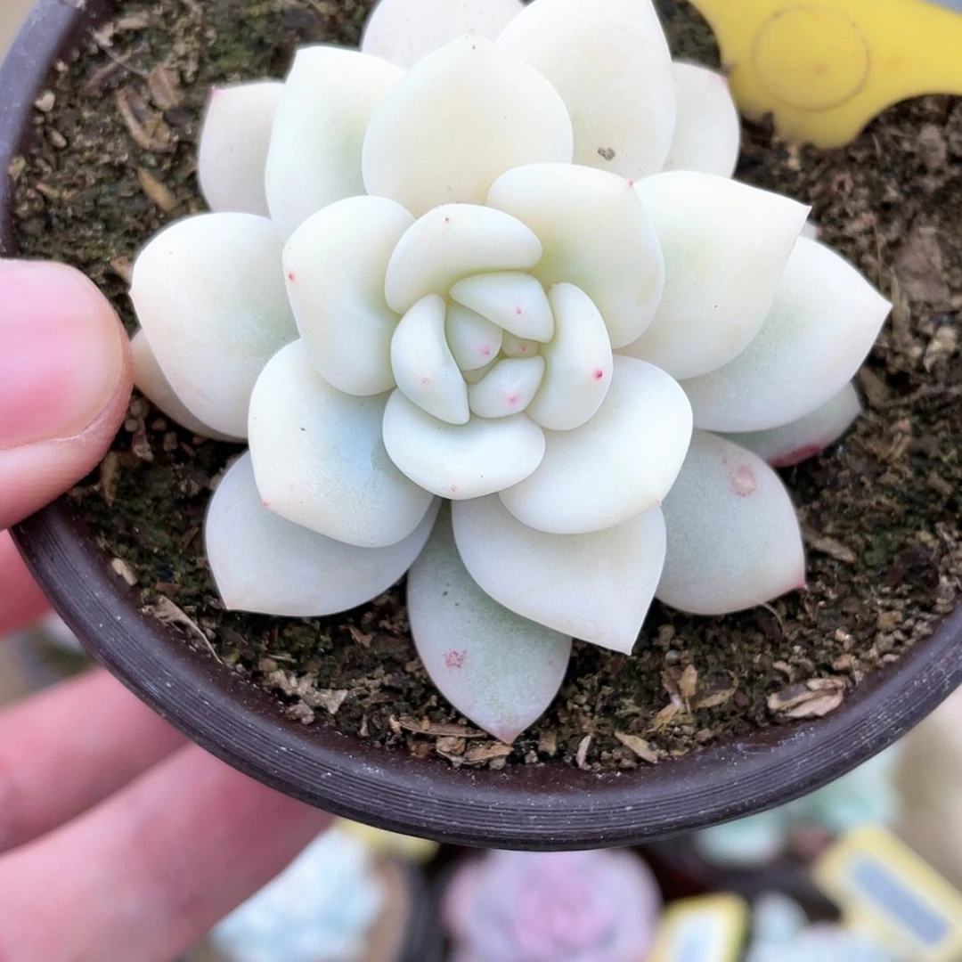 【闪购商品】852号