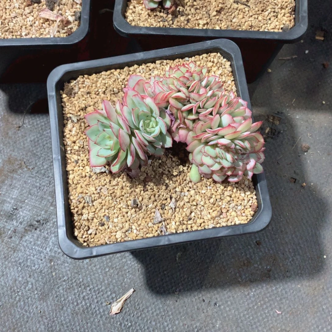 多肉植物多肉植物