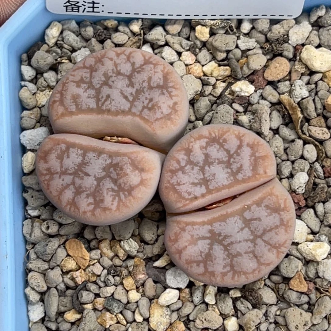 4987双头拿铁荒玉母本