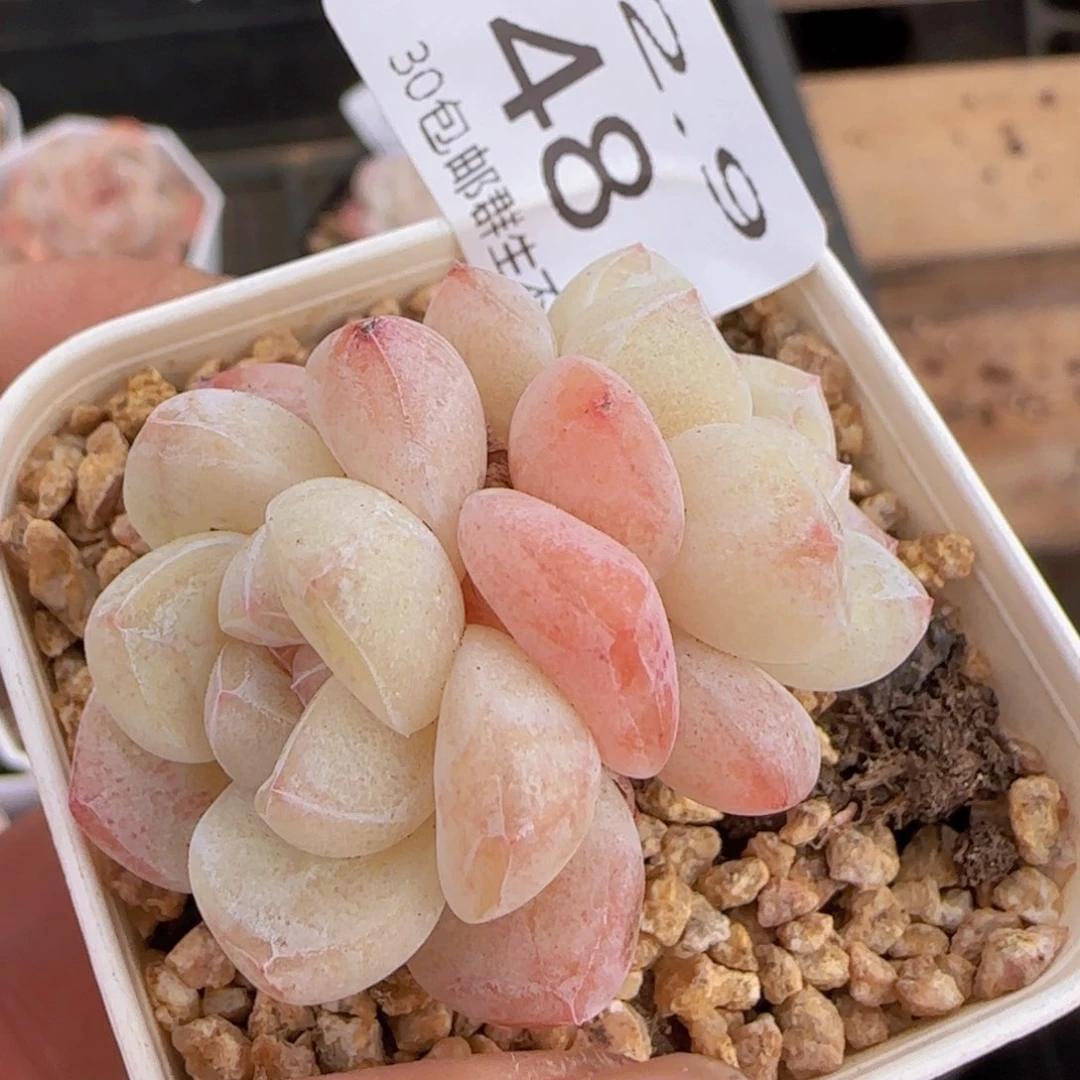 白体双头冰玉一颗脱土