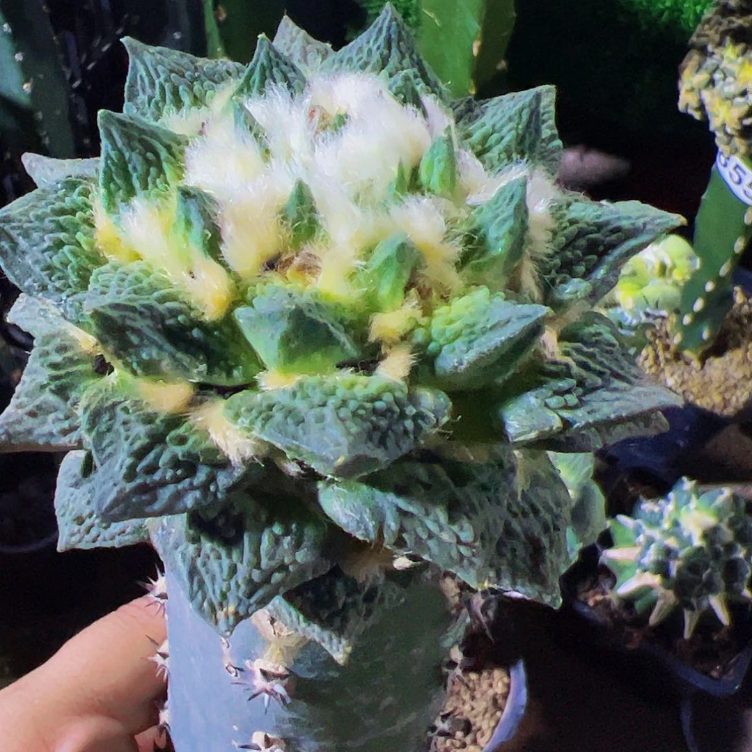 无花朵龙角龟甲牡丹936