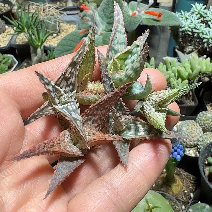 295芦荟5个侧芽一份脱土发货