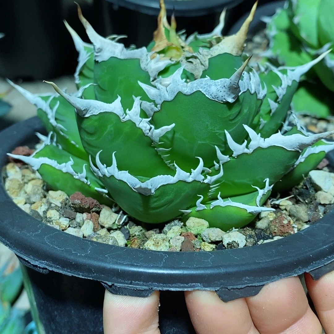 多肉植物龙蛇兰植物