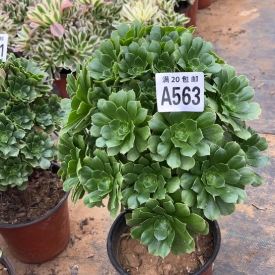 563绿羊绒不包断枝