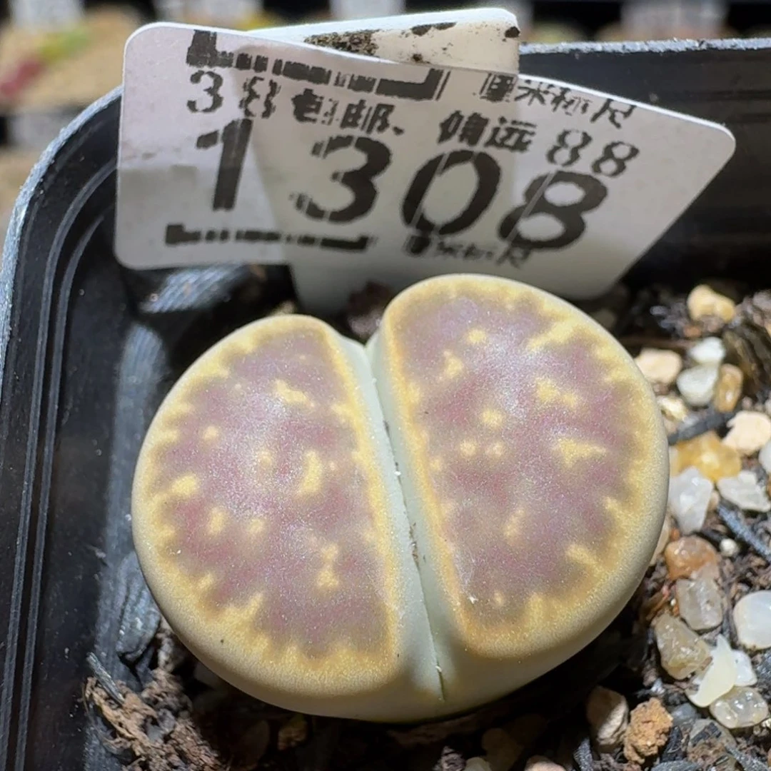 Ssss精品生石花1308