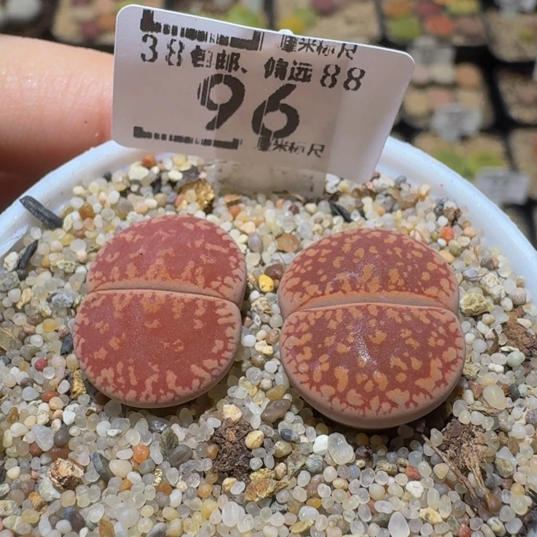 Sssss精品生石花96赤阳