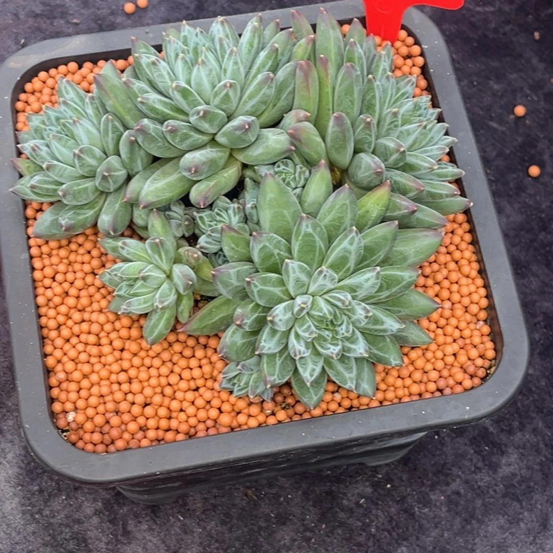 卫***贝小姐姐的多肉植物群生多肉