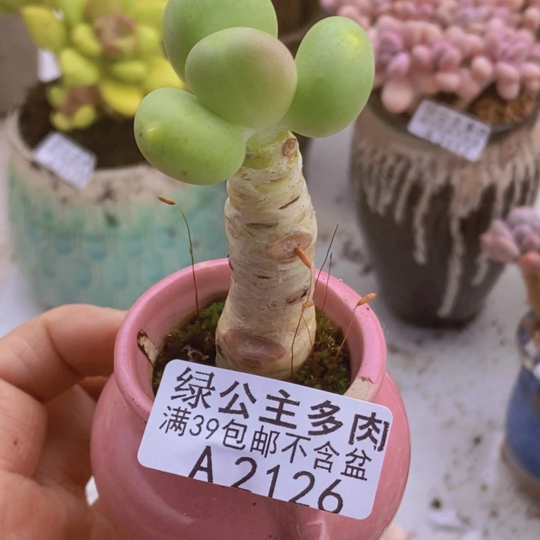 芒果奶单头2126多肉植物