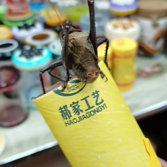 苏***绿郝建伟大包蝈蝈精品