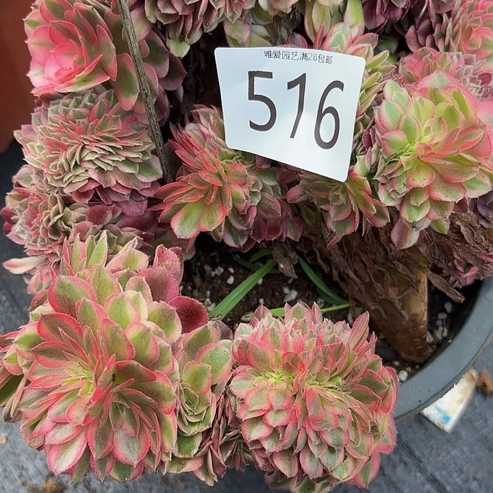 多肉植物福利516个