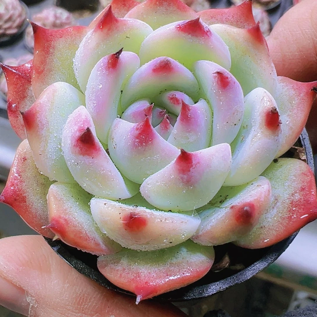 水蜜桃19包邮多肉