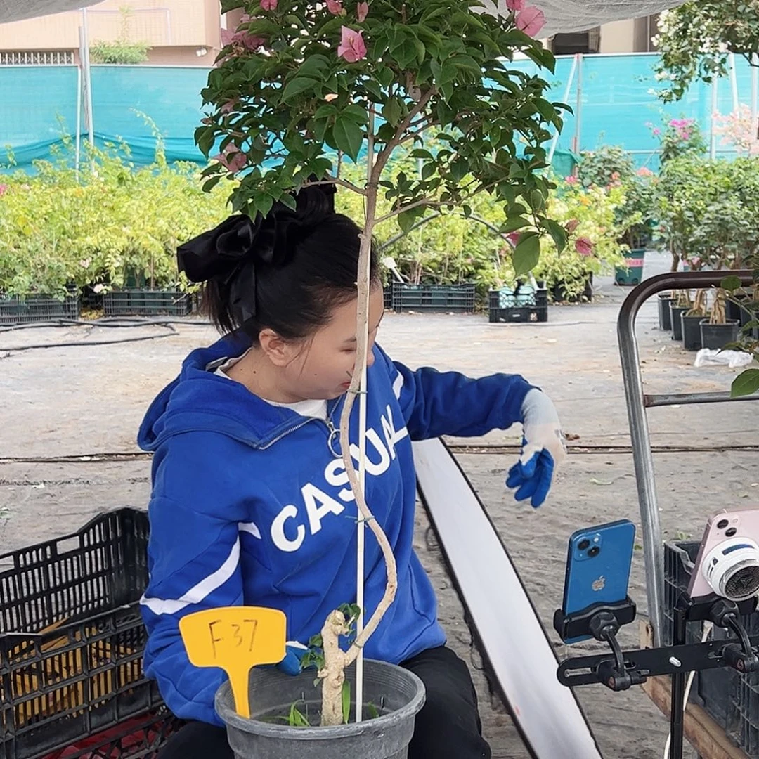 紫***心大部分花苞少量开放F37魔法樱花