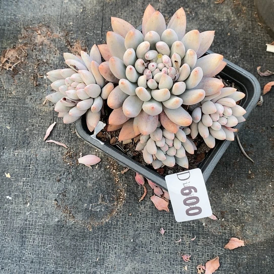 用****4600所罗门多肉植物