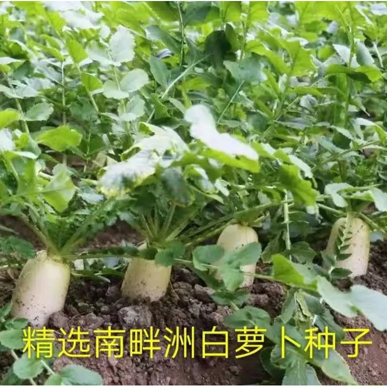 【满5包包邮】南畔洲白萝卜种子晚萝卜籽不空心耐抽苔秋冬大田