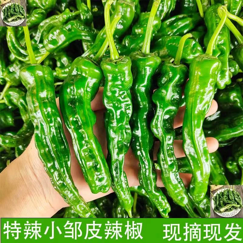 农家自种特辣小皱皮 现摘先发 皮薄籽少 特辣型辣椒