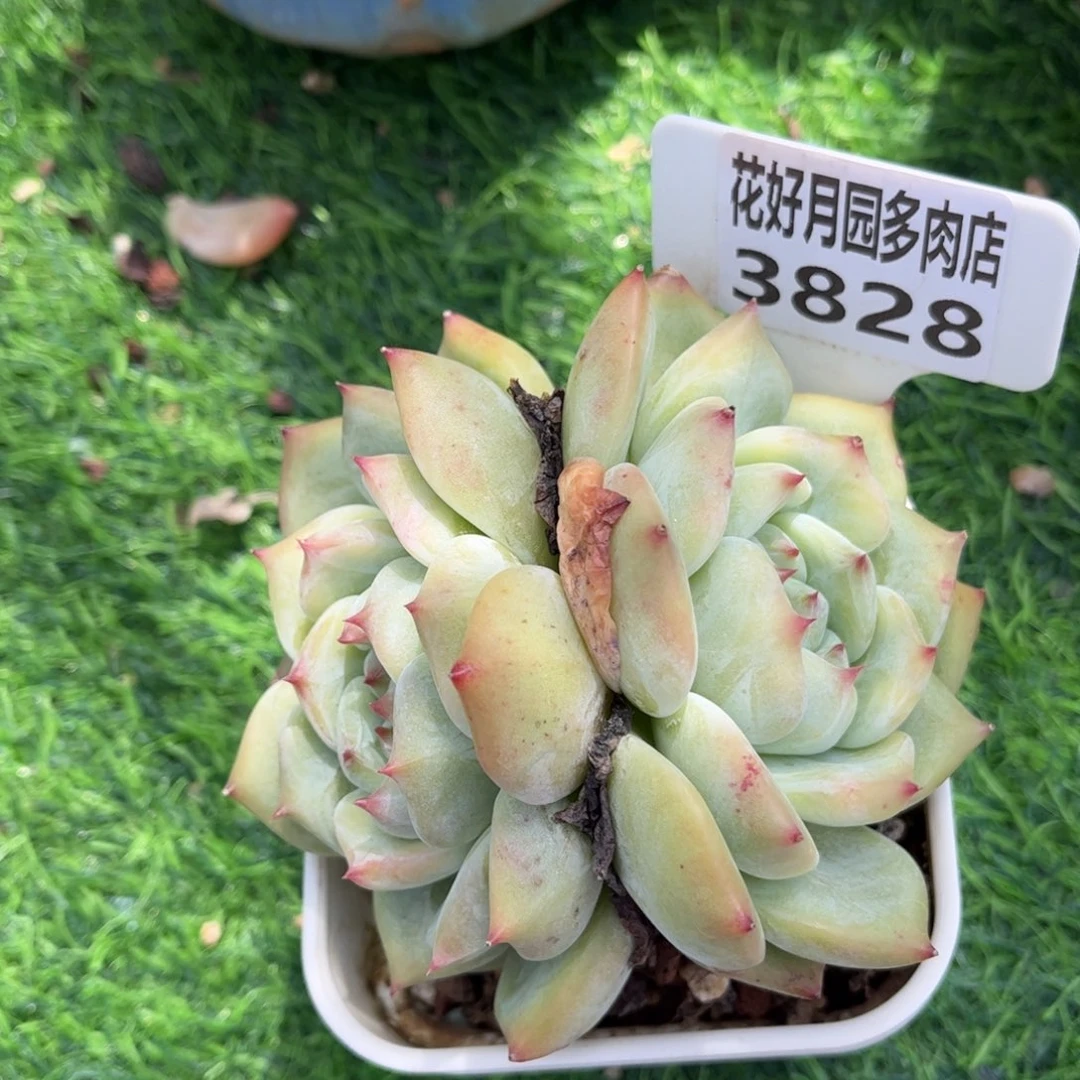 依***嫚多肉植物3828…………..