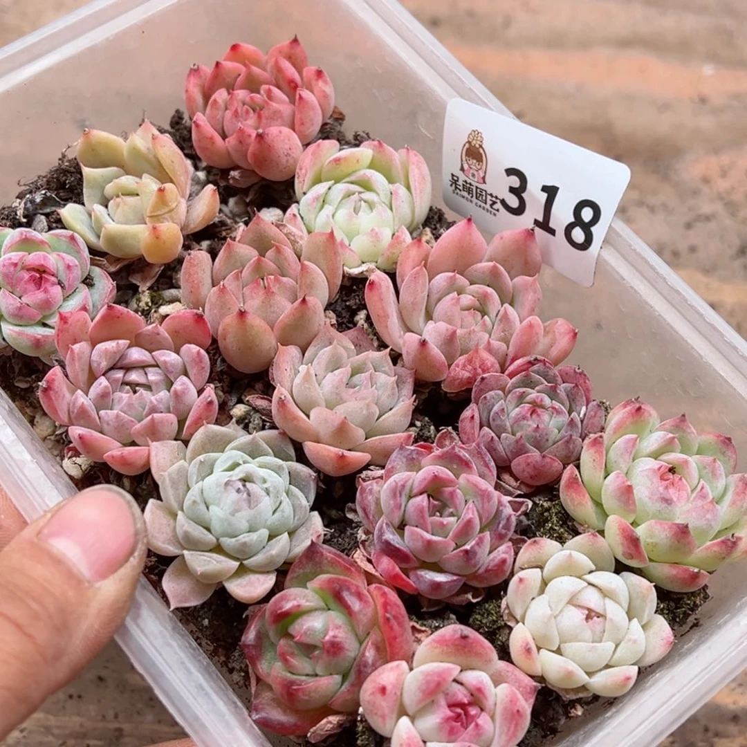 多肉植物多肉植物