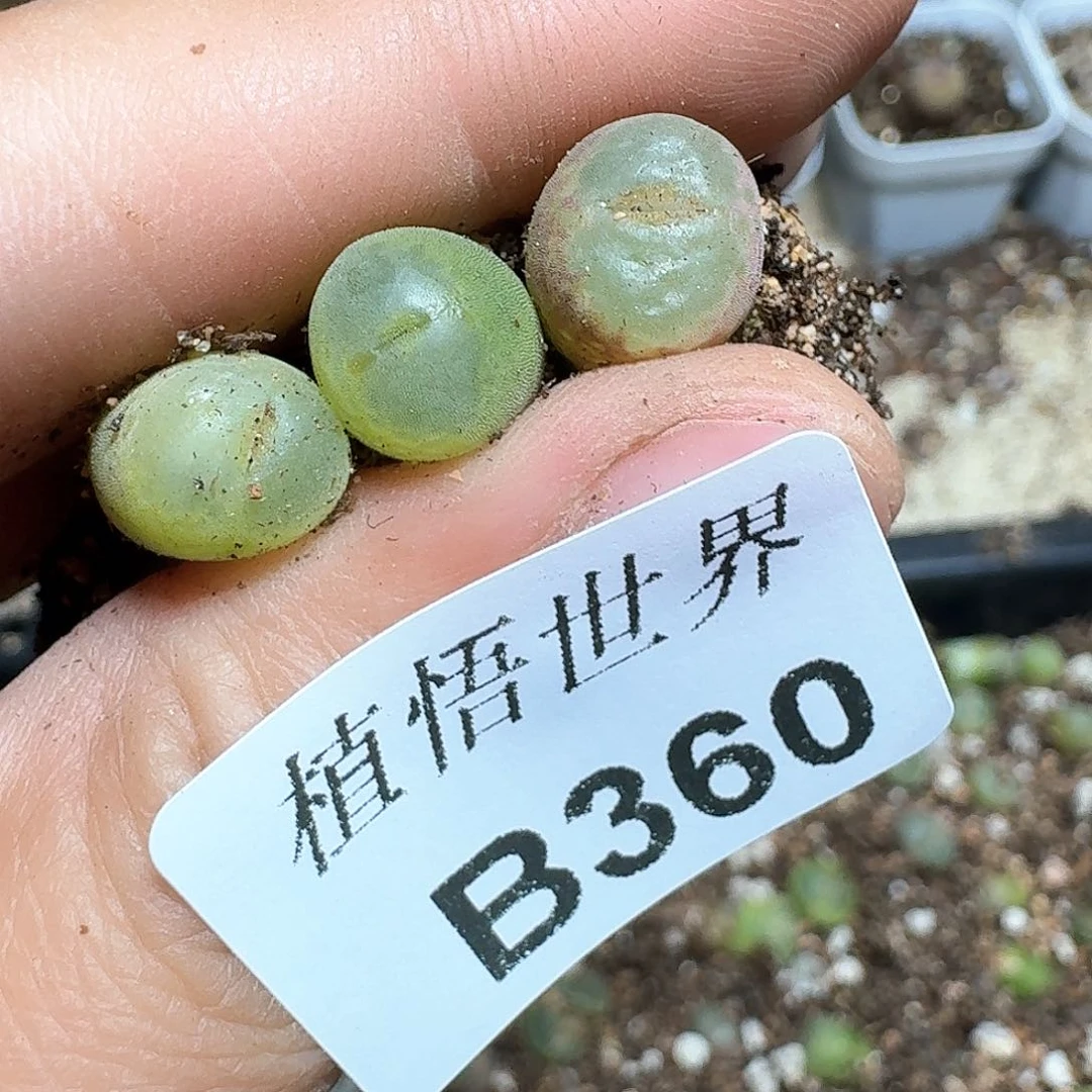 360盒多肉植物哇f v