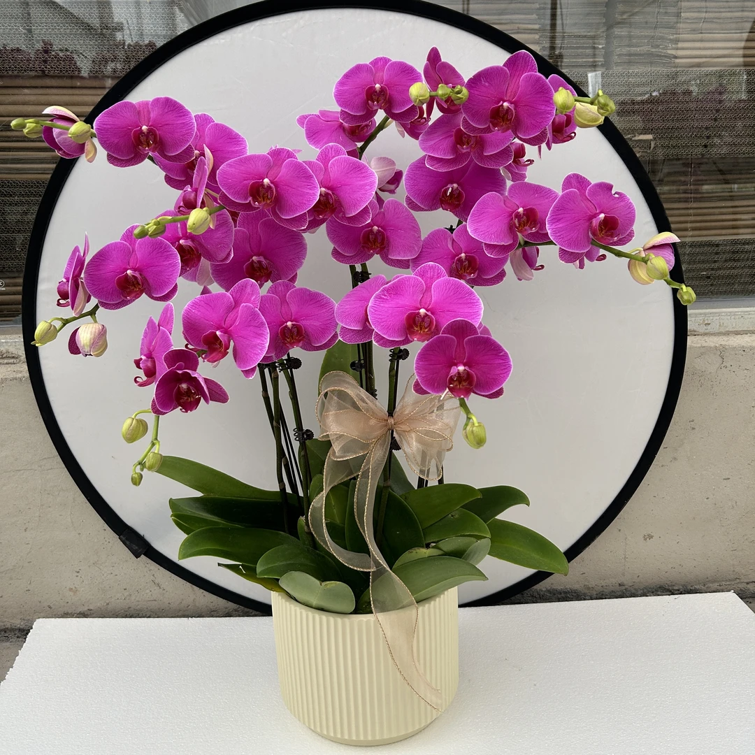 【恭喜发财】红色系高端蝴蝶兰办公室前台客厅绿植观赏花