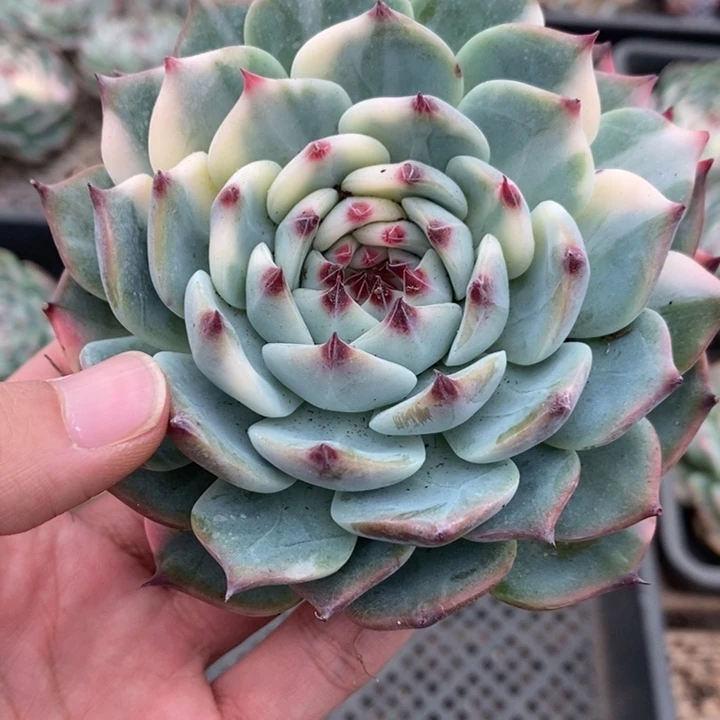 吉娃娃锦多肉植物A2112