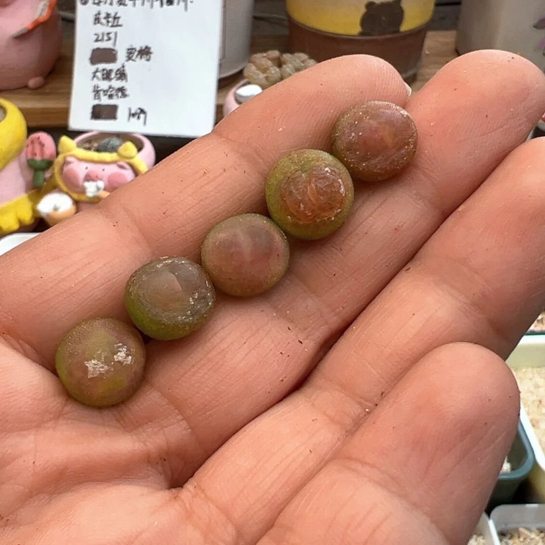 967。紫皮拉登 多肉植物