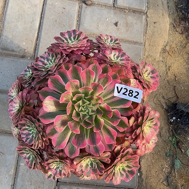 282红铜白33333冠服25.6左右