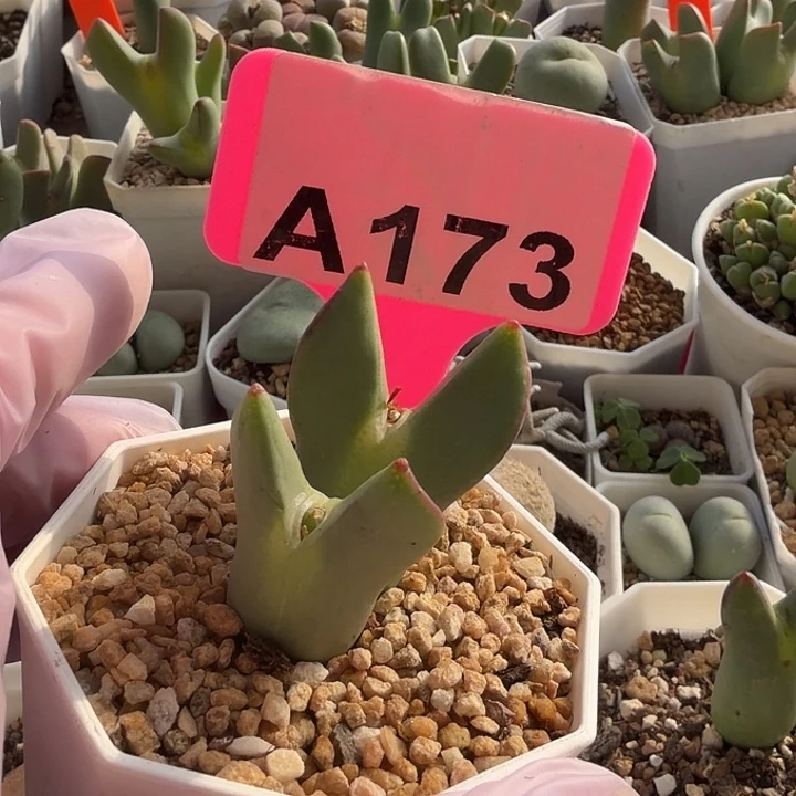 M***M173mmmmmmmmmmnnnnnnnn