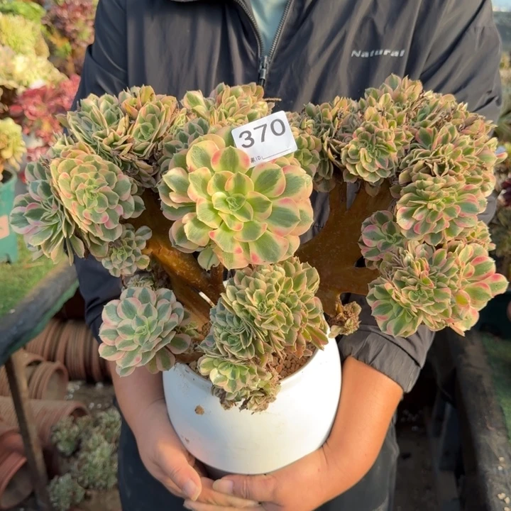 阿***达青苹果法师锦缀化370