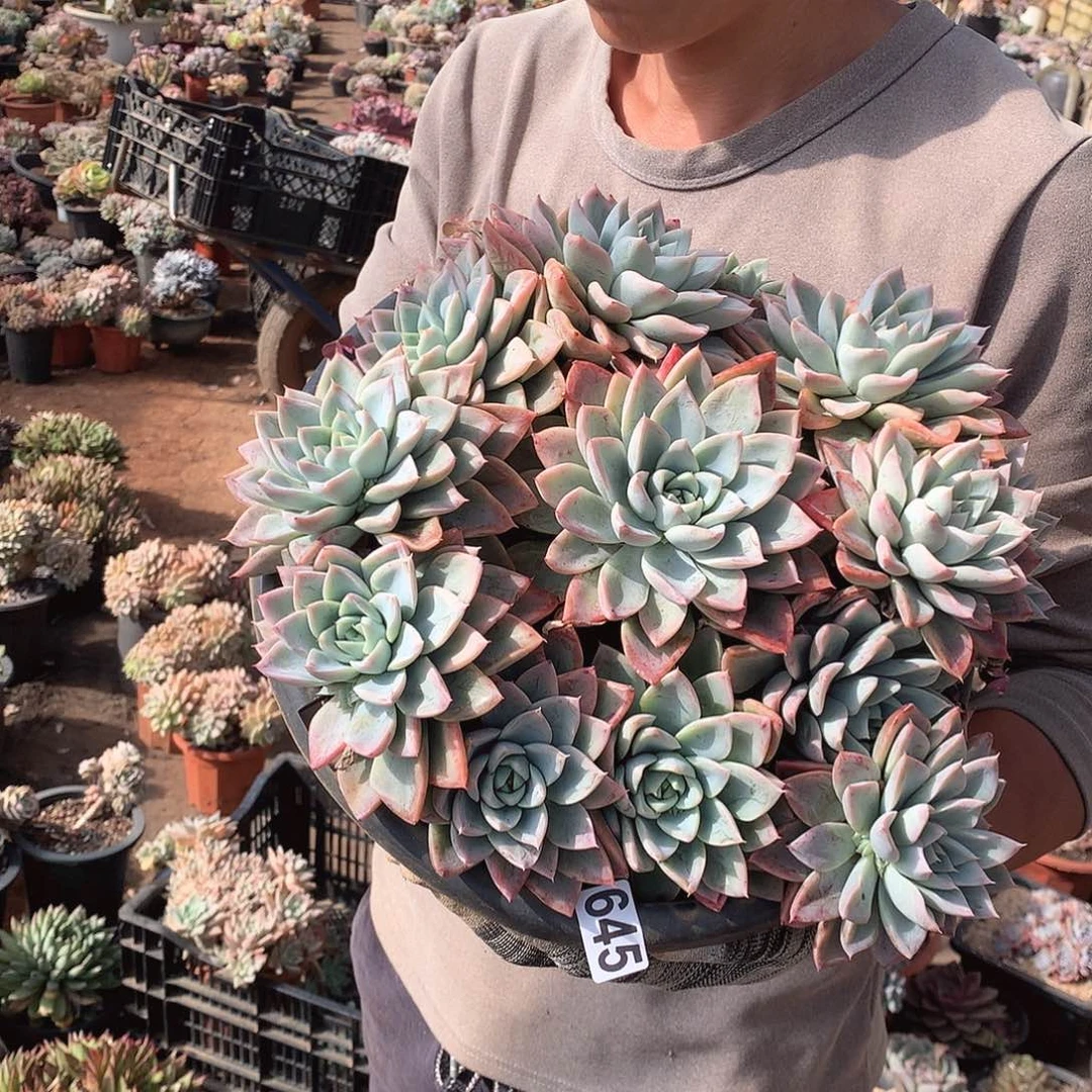 645艾莎 一物一拍多肉