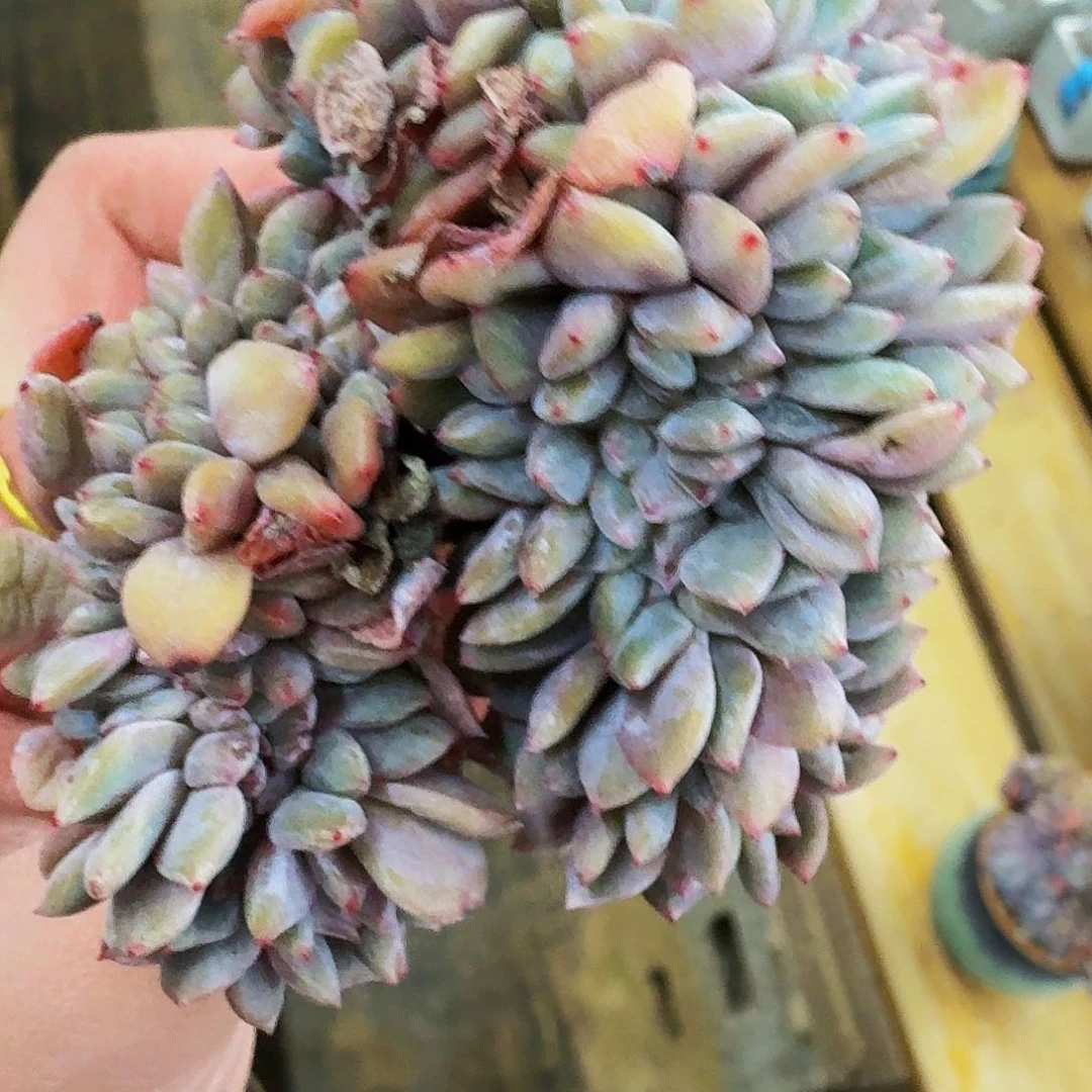 无**猫哈哈哈哈哈哈哈哈哈哈哈