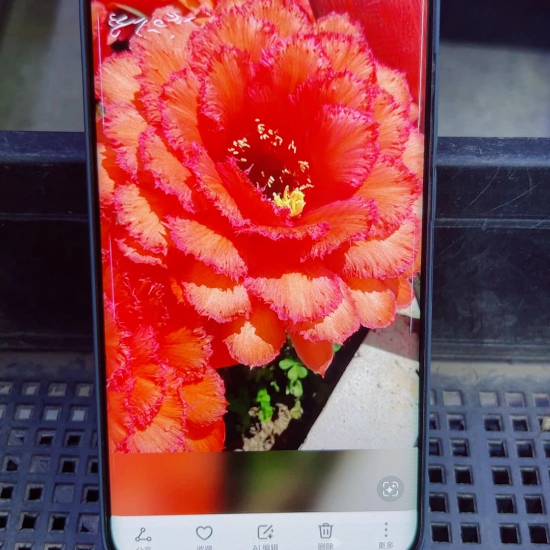 下72毛清清35 歪无根侧芽4公分左右20包邮