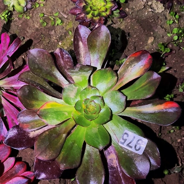 975巫毒七彩多肉植物处理不售后