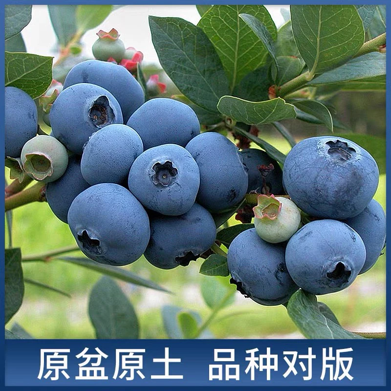蓝莓树果苗盆栽阳台种植水果南北方追雪广州一号莱宝云雀紫葡萄