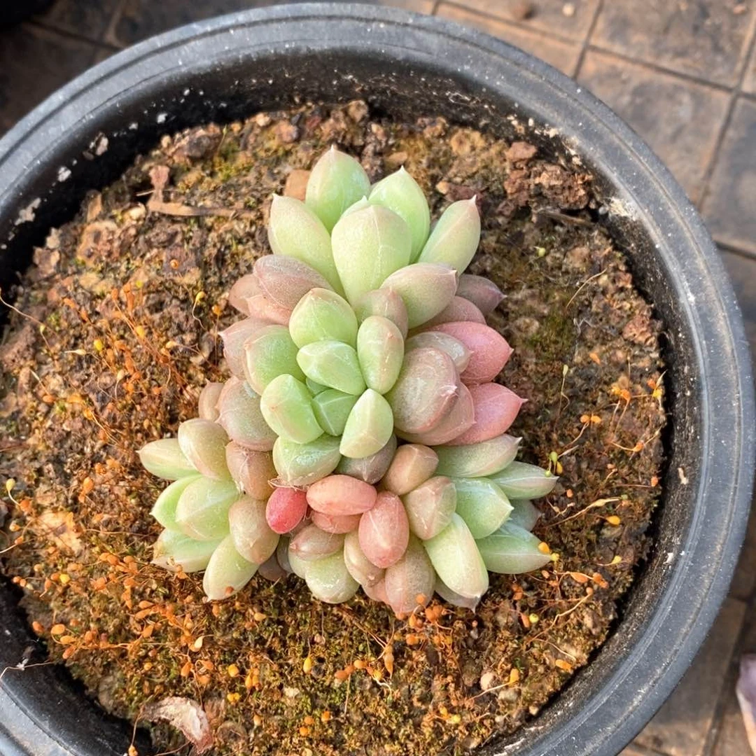 精品多肉一物一折不包整150