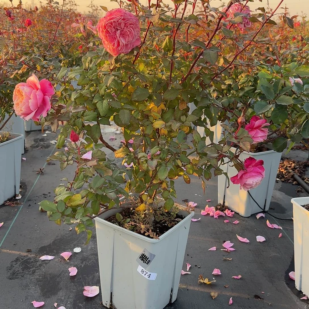 当前无花朵，栽培后可花朵874