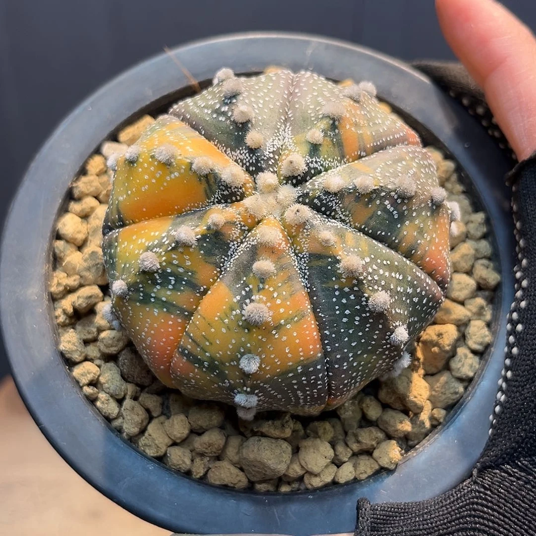 兜锦Zzzzzzzzzzzzzzzz