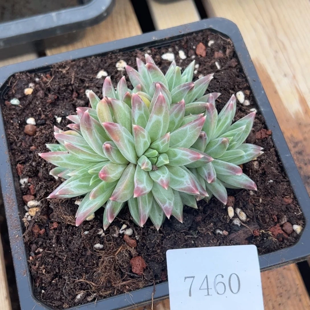 风**华7460多肉多多多多多