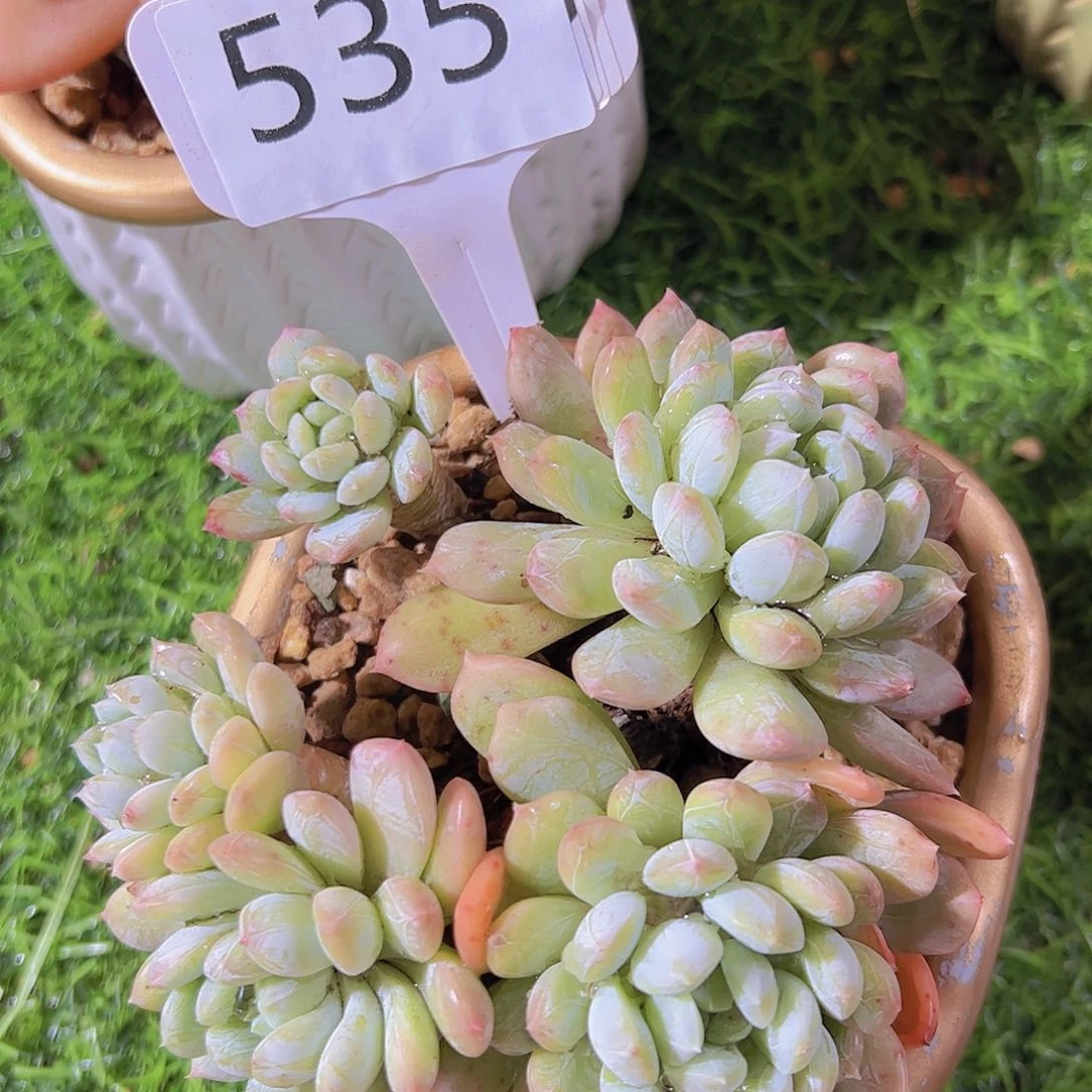 ?****?535百搭翡翠19.9元