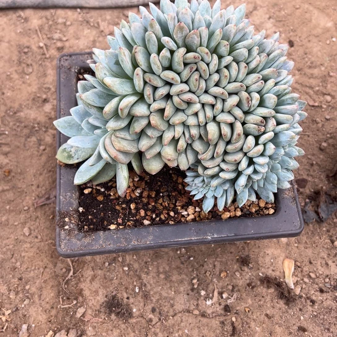 小*丫多肉植物,多肉植物