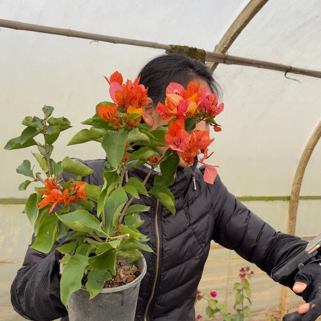 完全开放（阿达娜）三角梅会落花落叶苗有大有小