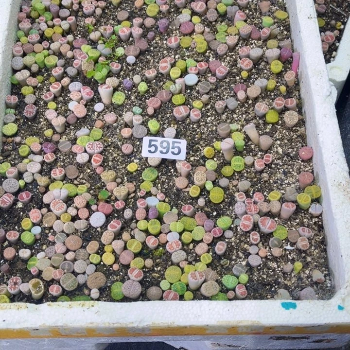 595脱土生石花一物一图如图