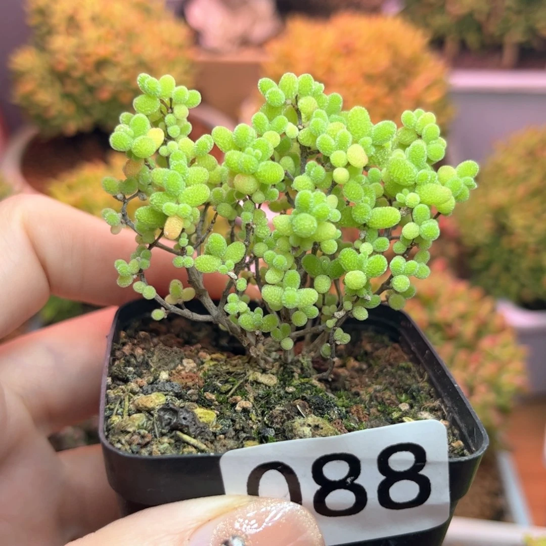 088蜜桔可爱多肉植物